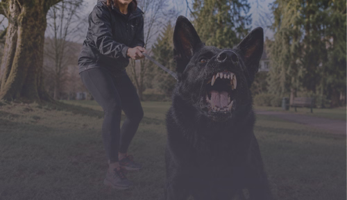 An aggressive dog barks at someone, but the owner tries to control